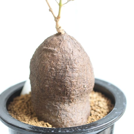 キフォステンマ　モンタグナッキー