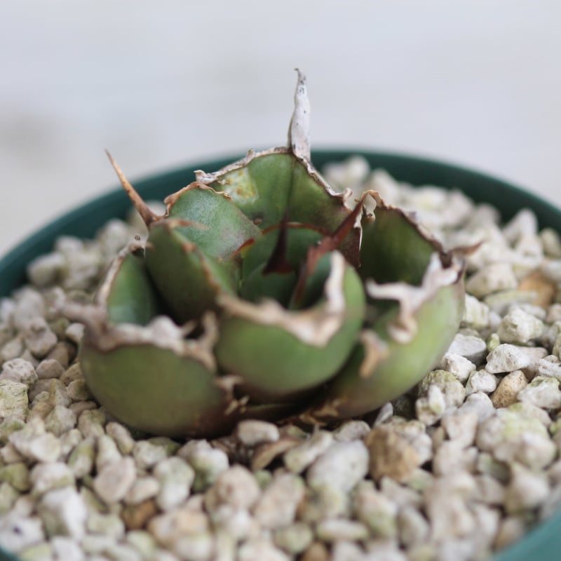 アガベ GGコンパクタ | hanayoshi-botanical