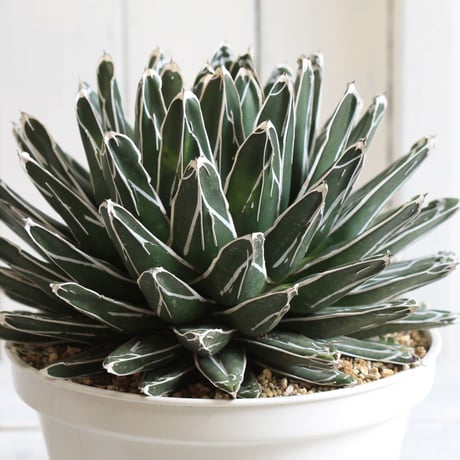 Agave 特選笹の雪
