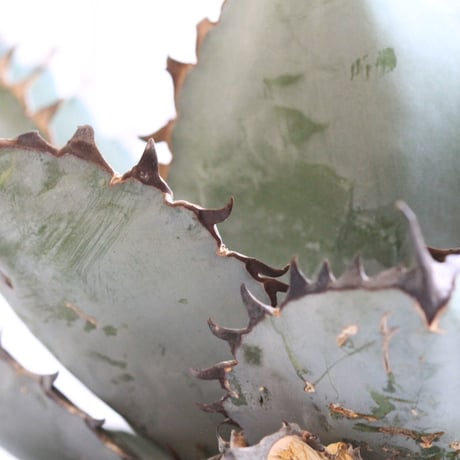 Agave titanota  ブラック＆ブルー