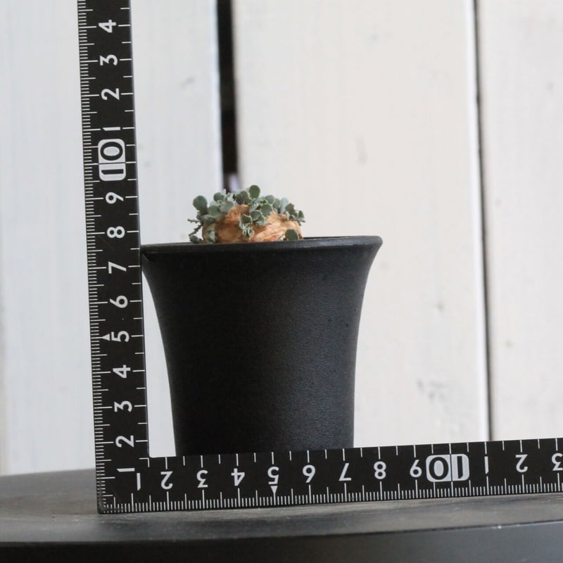 TOKY Solomon Basic pot M Long 植木鉢 ソロモン Solomon Basic Pot M Long toky 陶器鉢 【公式通販】