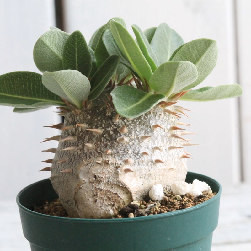 パキポディウム タキ大×T | hanayoshi-botanical