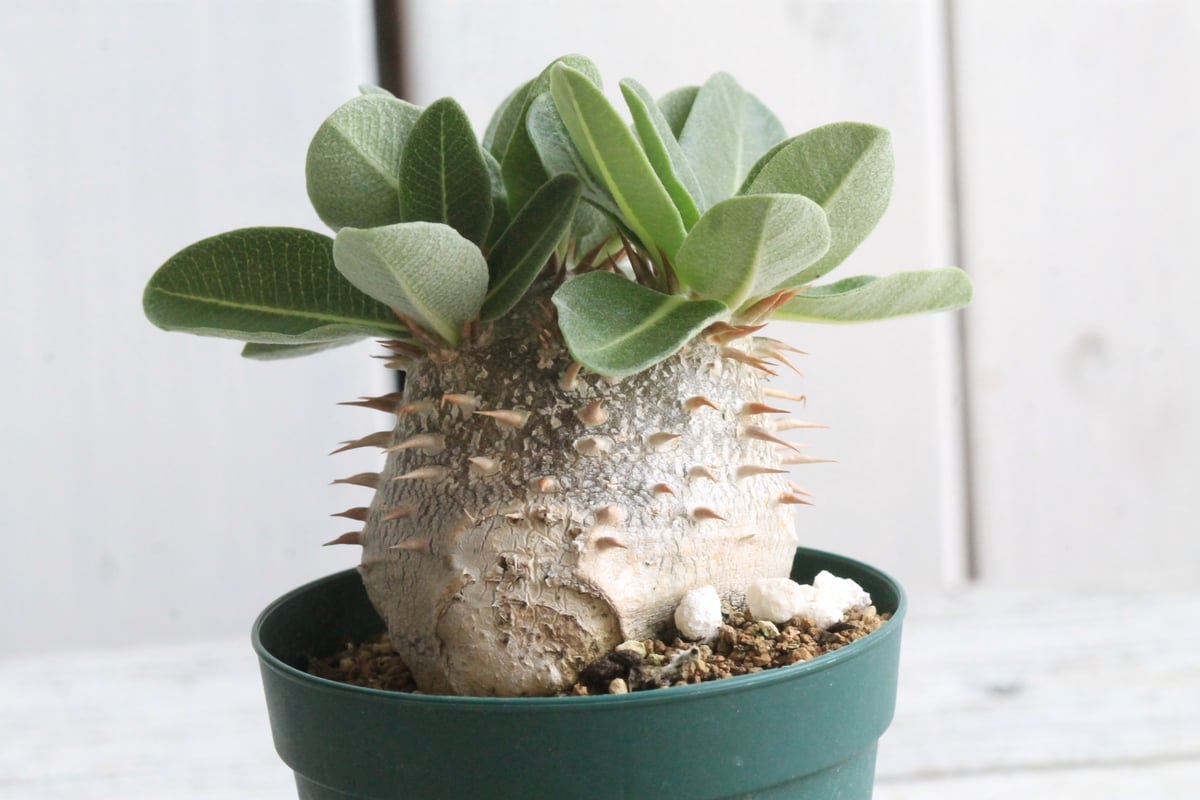 パキポディウム タキ大×T | hanayoshi-botanical