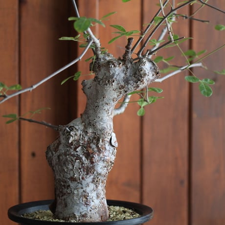 commiphora　オルビクラリス