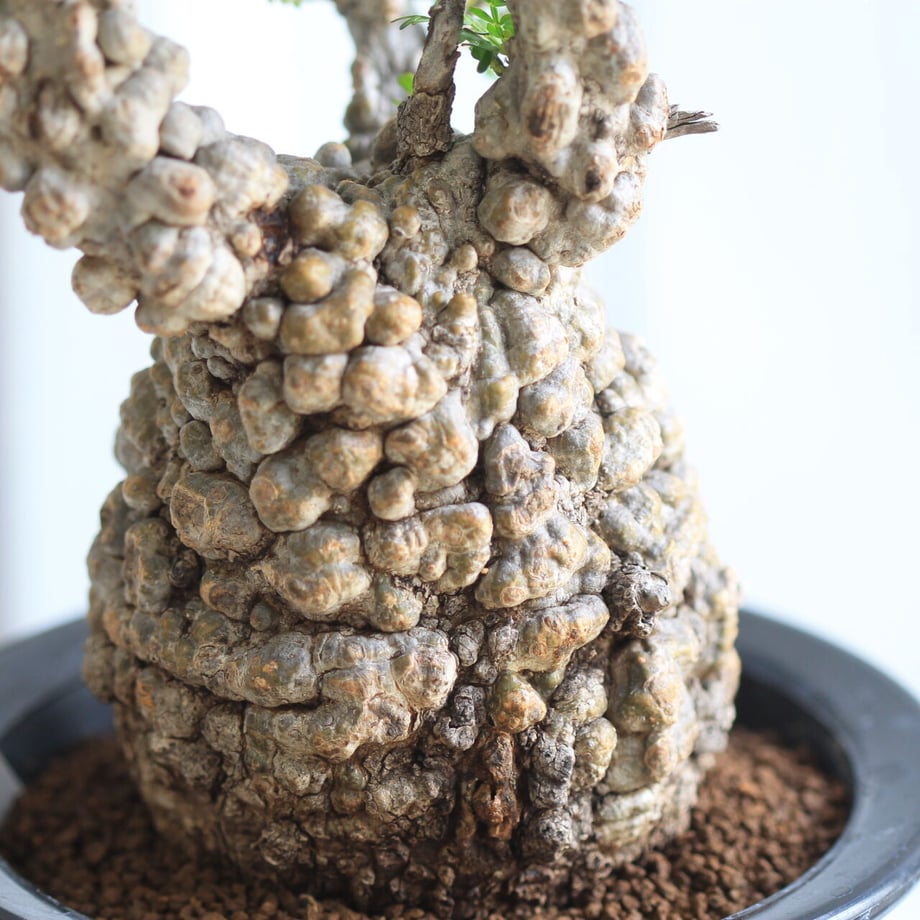 60e51e81228d262ad6ecb01d