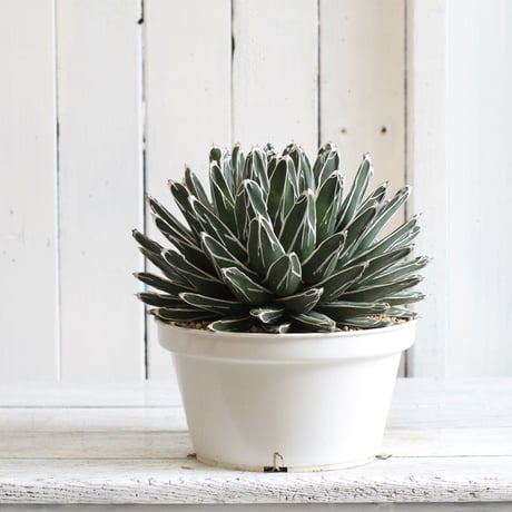 Agave 特選笹の雪