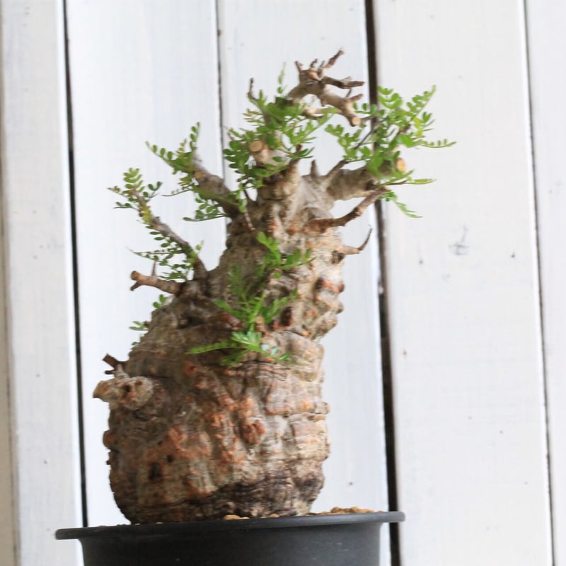 1オペルクリカリア パキプス | hanayoshi-botanical