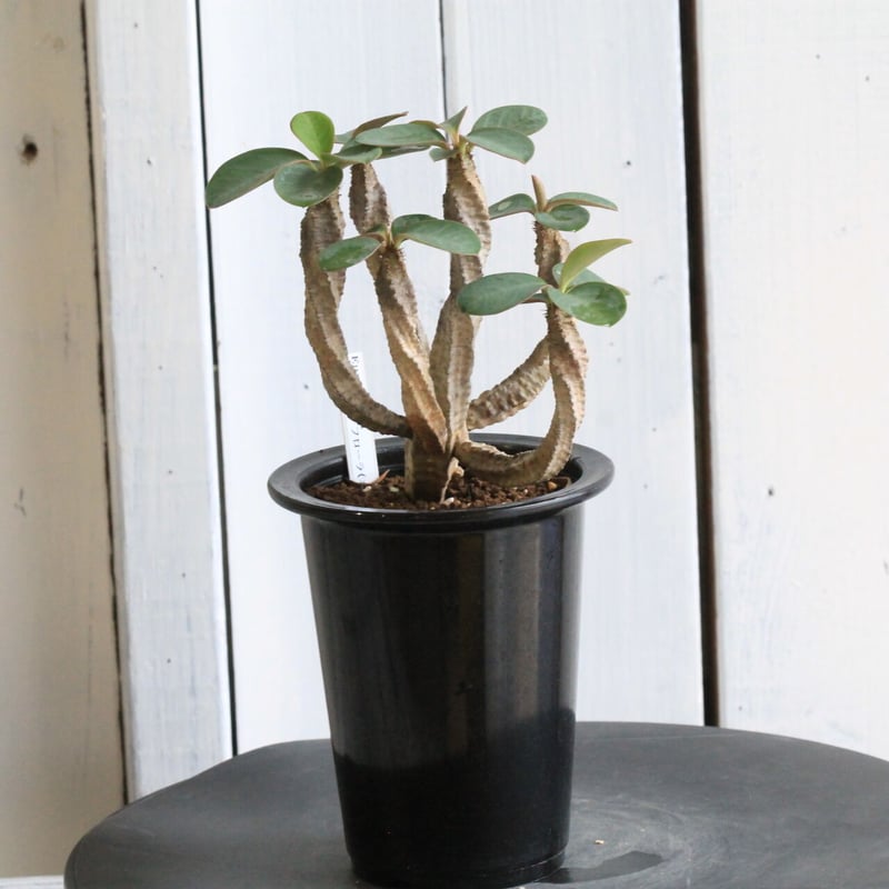 ユーフォルビア オーレビリデフローラ | hanayoshi-botanical