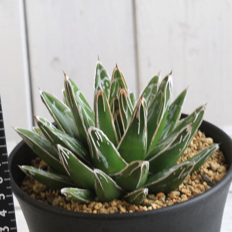 アガベ 笹の雪 NO-03② | hanayoshi-botanical