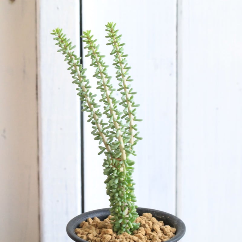 希少　レア　ケラリア・ナマクエンシス ケラリア ナマクエンシス | hanayoshi-botanical