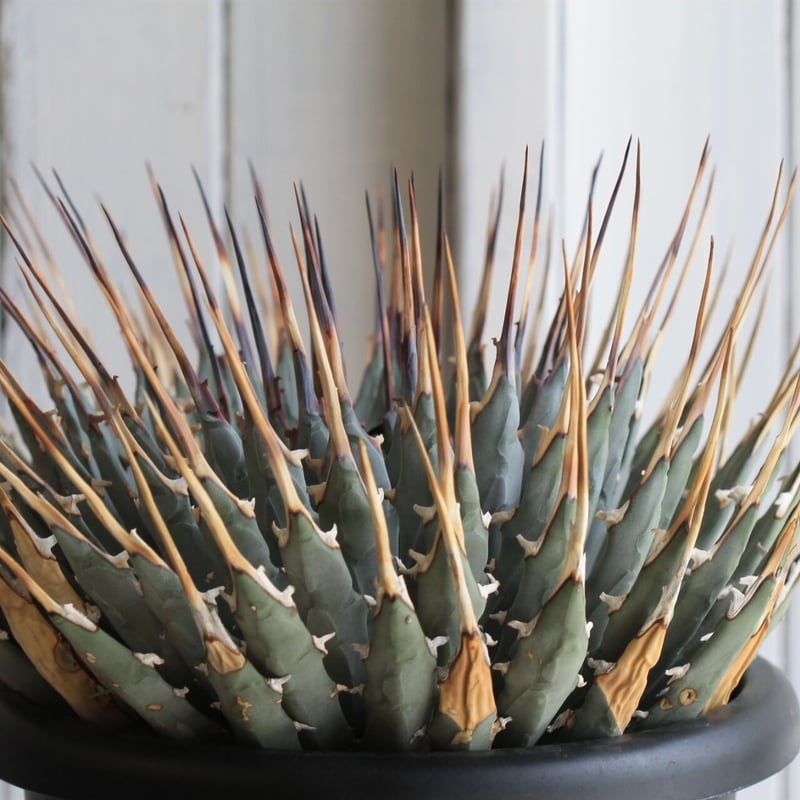 アガベ ユタエンシス ネバデンシス | hanayoshi-botanical 