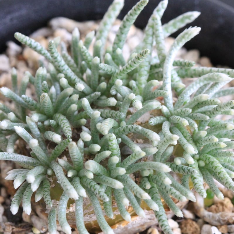 遠くを見つめるアザラシ アボニア クイナリア2株セット 遠くを見つめるアザラシ アボニア クイナリア2株セット アボニア