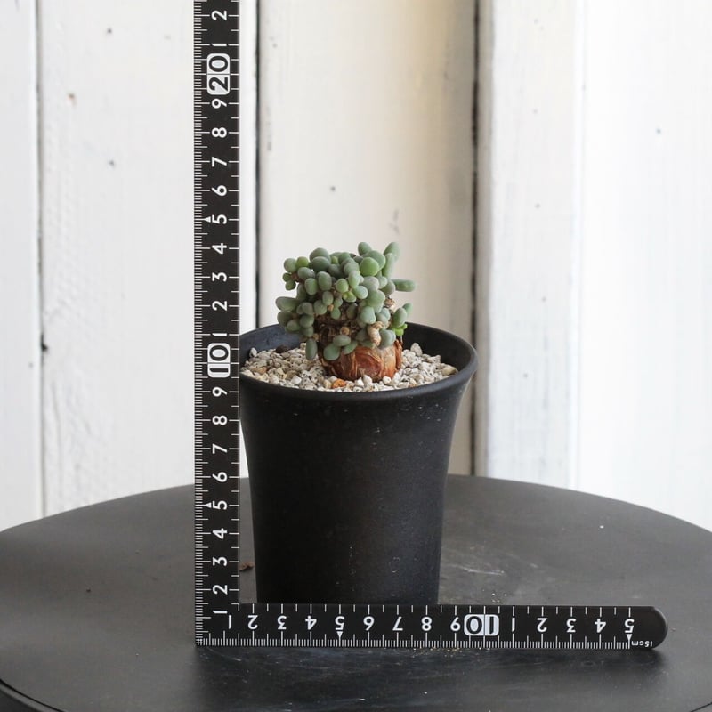 ケラリア ピグマエア | hanayoshi-botanical