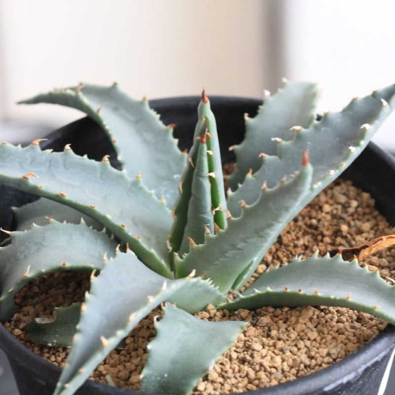 アガベ ユタエンシス ネバデンシス | hanayoshi-botanical