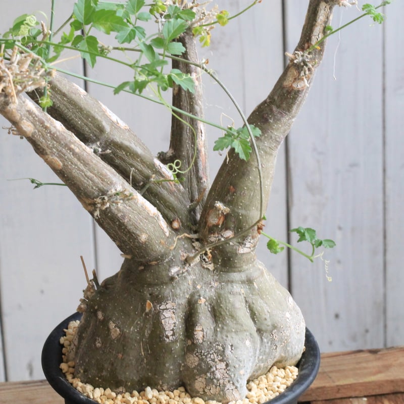 モモルディカ ロストラータ | hanayoshi-botanical