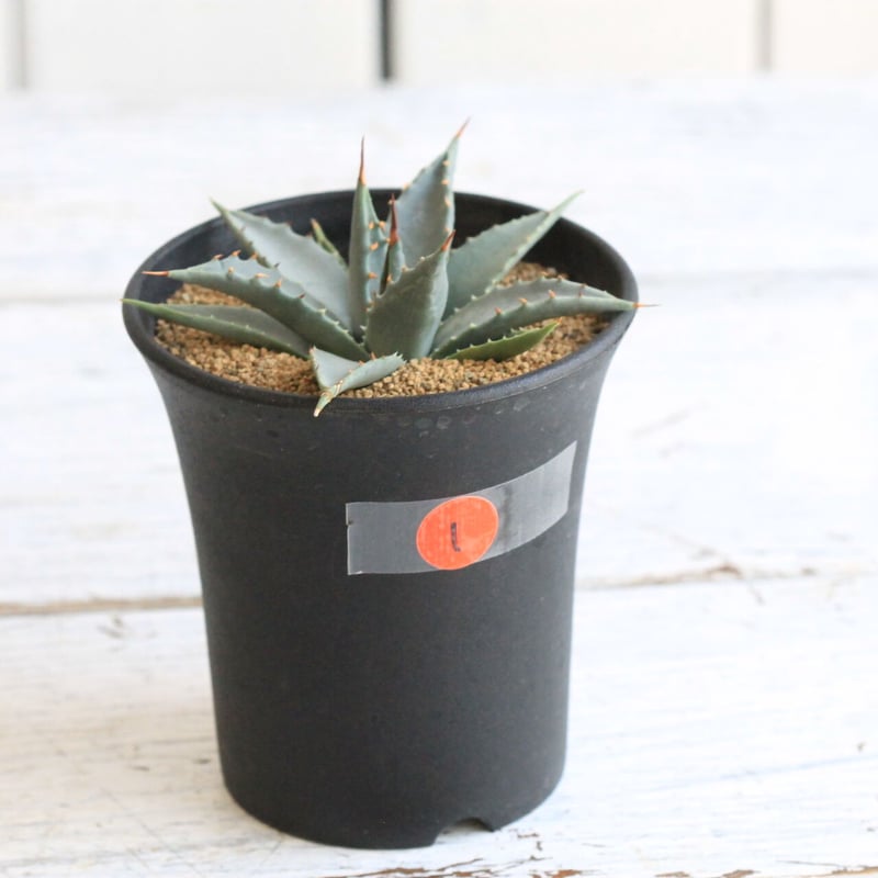 アガベ　ユタエンシス　ネバデンシス　実生　陽炎　梱包に自信あり！ アガベ ユタエンシス ネバデンシス 実生 陽炎 梱包に自信あり！