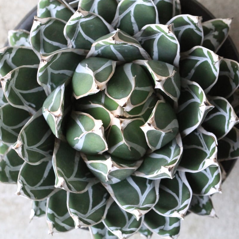 アガベ 笹の雪 コンパクタ | hanayoshi-botanical