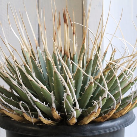 CATEGORY ユタエンシス | hanayoshi-botanical CATEGORY ユタエンシス | hanayoshi-botanical