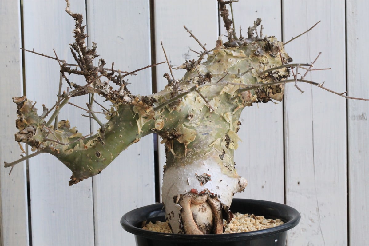 コミフォラ　カタフ　ターカネンシス　鉢付き　低重心 コミフォラ カタフ ターカネンシス 鉢付き 低重心 コミフォラ