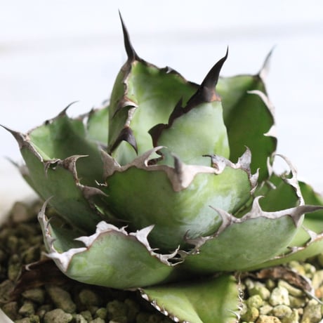 Agave ブラック＆ブルー