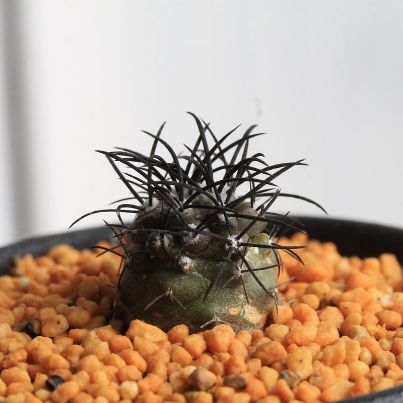 コピアポア グリセオビオラセア | hanayoshi-botanical