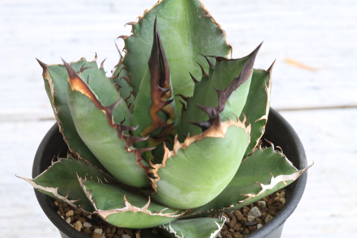 アガベ チタノタ ブラックファイヤー 黒火焰 | hanayoshi-botanical