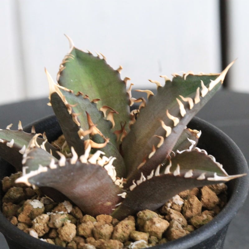 アガベ チタノタ レッドキャットウィーズル 赤猫 ゴリ猫 （イタリア産  