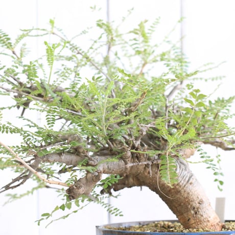 Boswellia ネグレクタ