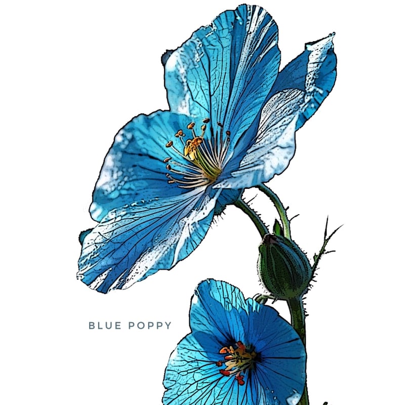 Flower Print / Denim Wide Pants】 | RIVER MAIL