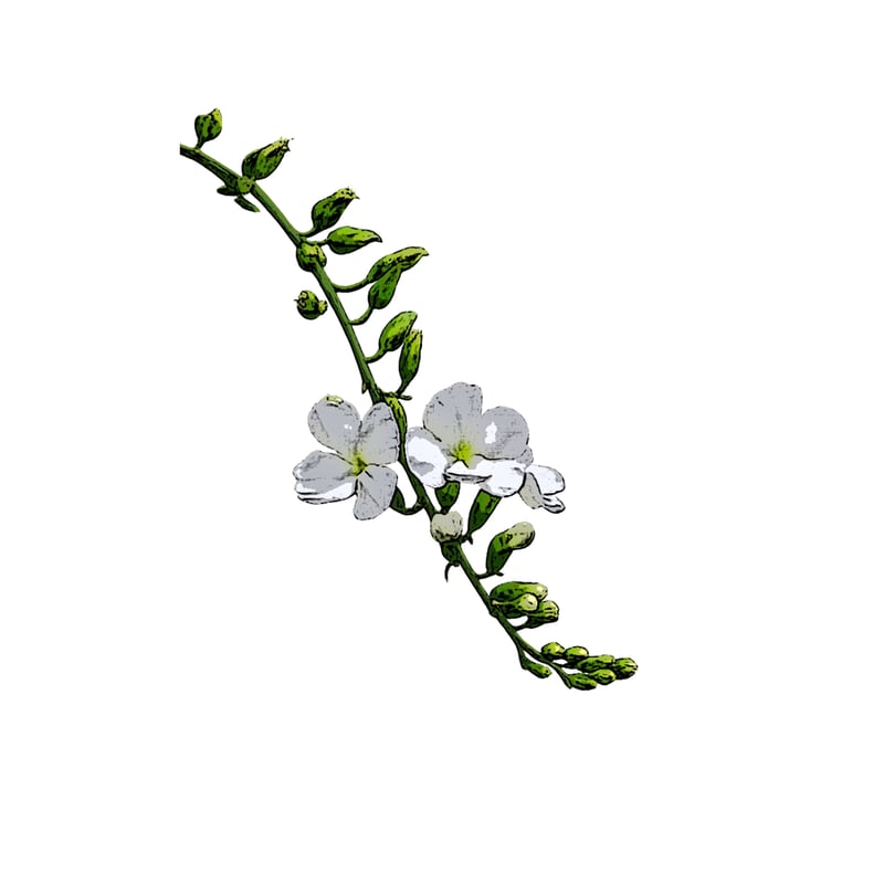 Flower Print / Denim Wide Pants】indigo×white f