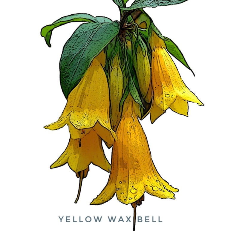 Flower Print / Denim Wide Pants】 | RIVER MAIL