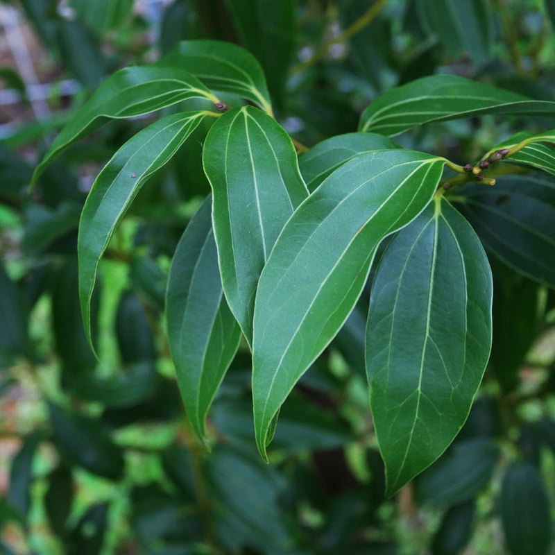 カラキ（沖縄シナモン）チョコレート 30g | OKINAWA CACAO ONLINE STORE