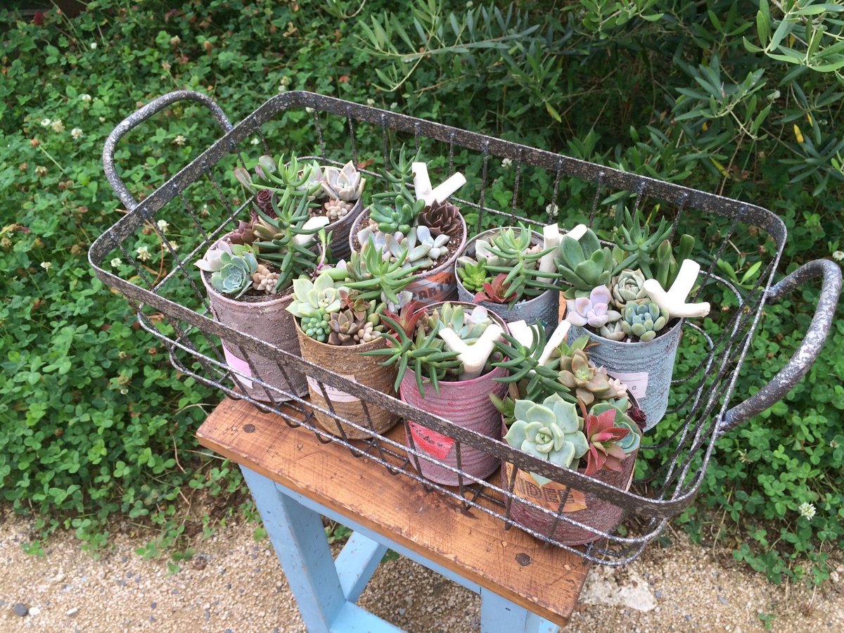 ミニリメ缶 カット苗多肉付き♡ リメイク缶 多肉植物 デコパージュ  