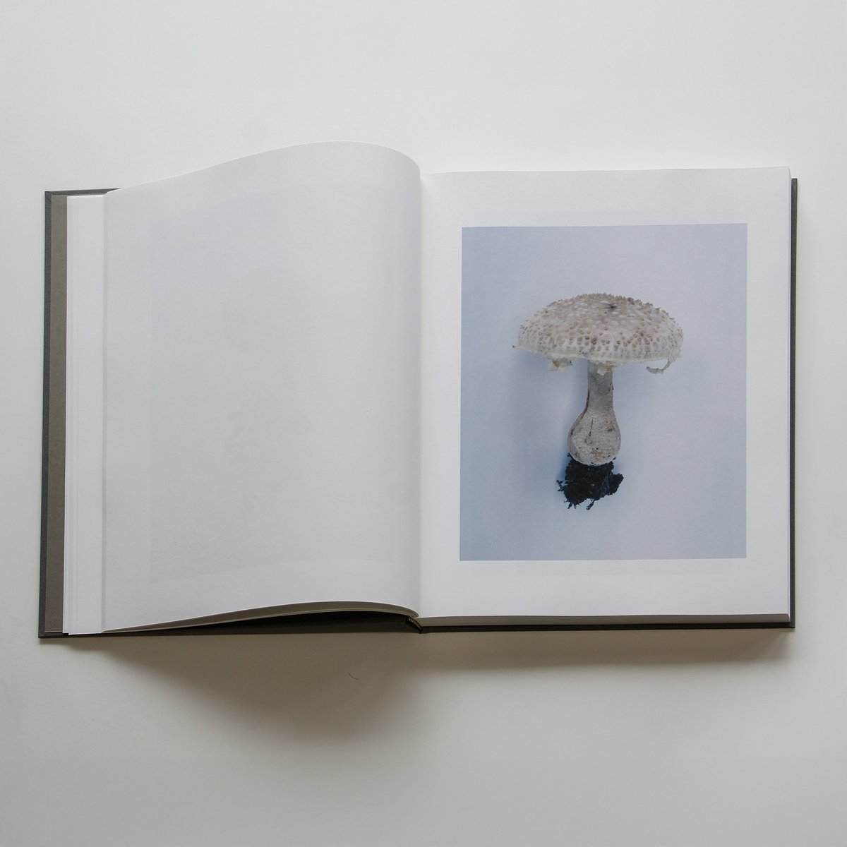 その森の子供　ホンマタカシ ホンマタカシ『Symphony その森の子供 mushrooms from the fores