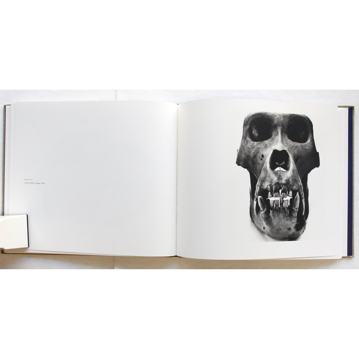 Irving Penn『Cranium Architecture』 | Fugensha STORE