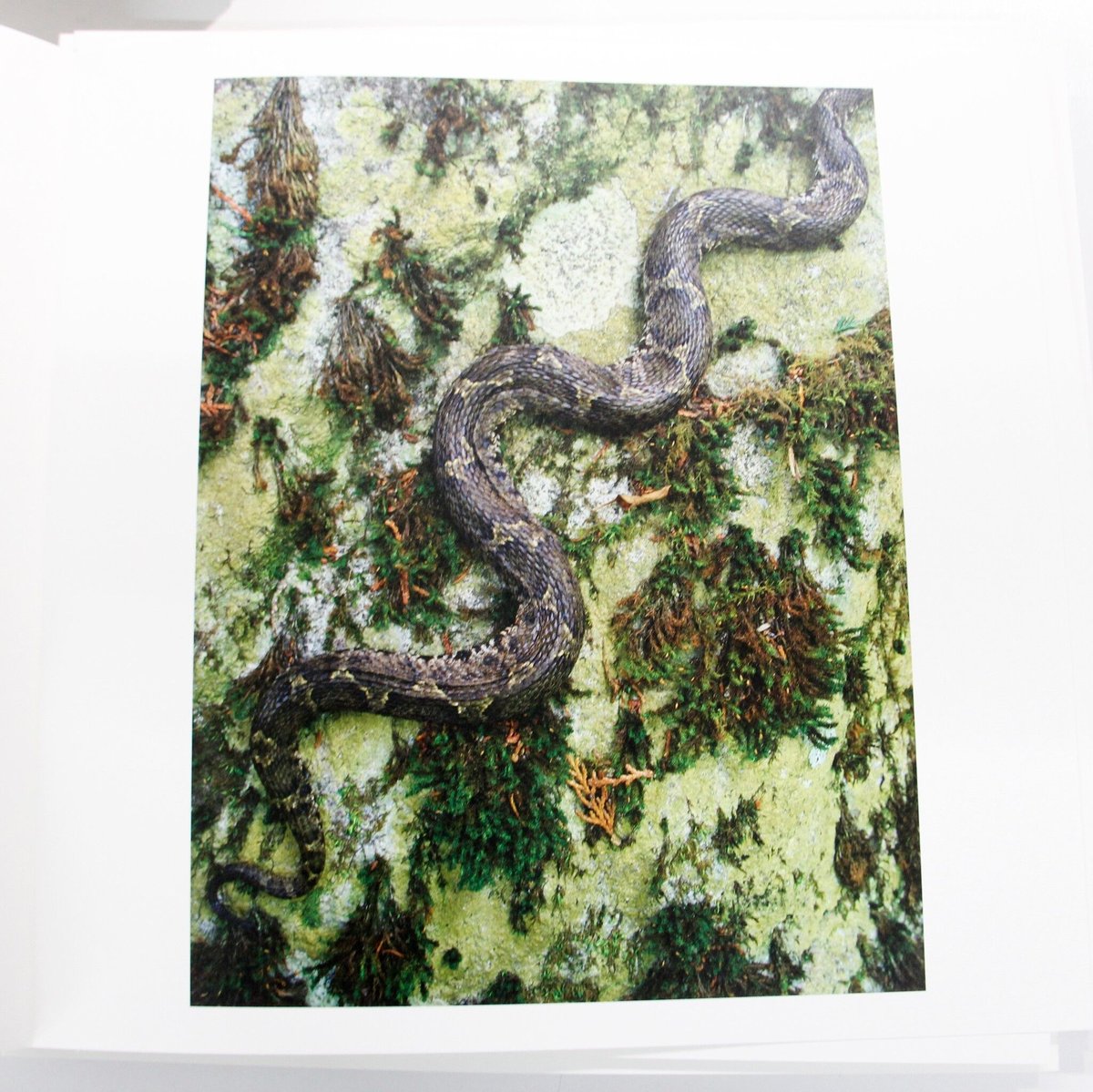 石川竜一『いのちのうちがわ』（サイン、エディション入り、特典トート
