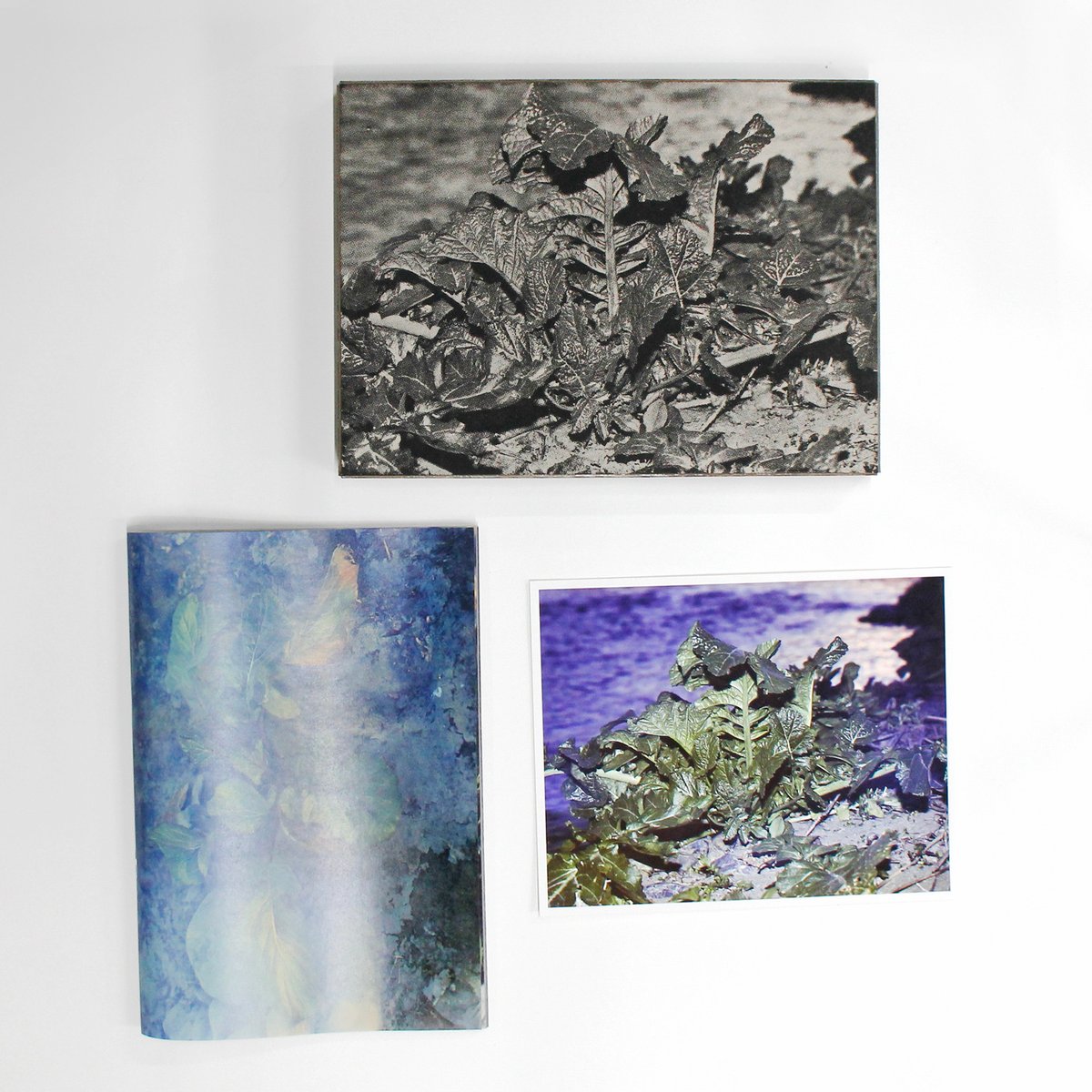 横田大輔『植物、多摩川中流域、冬』スペシャルエディション