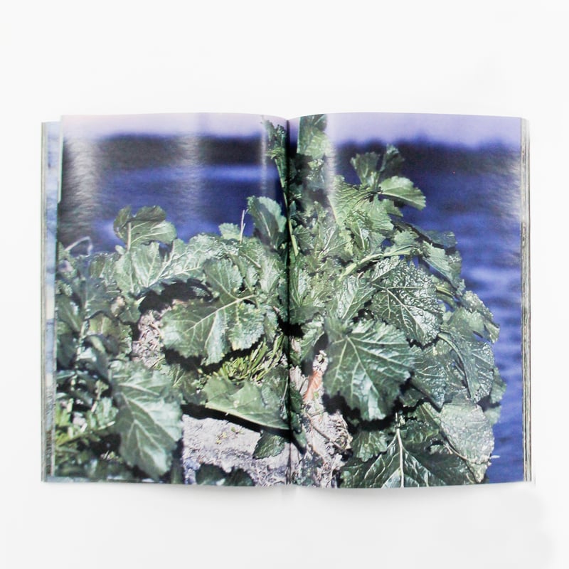 横田大輔『植物、多摩川中流域、冬』（サイン入り） | Fugensha STORE