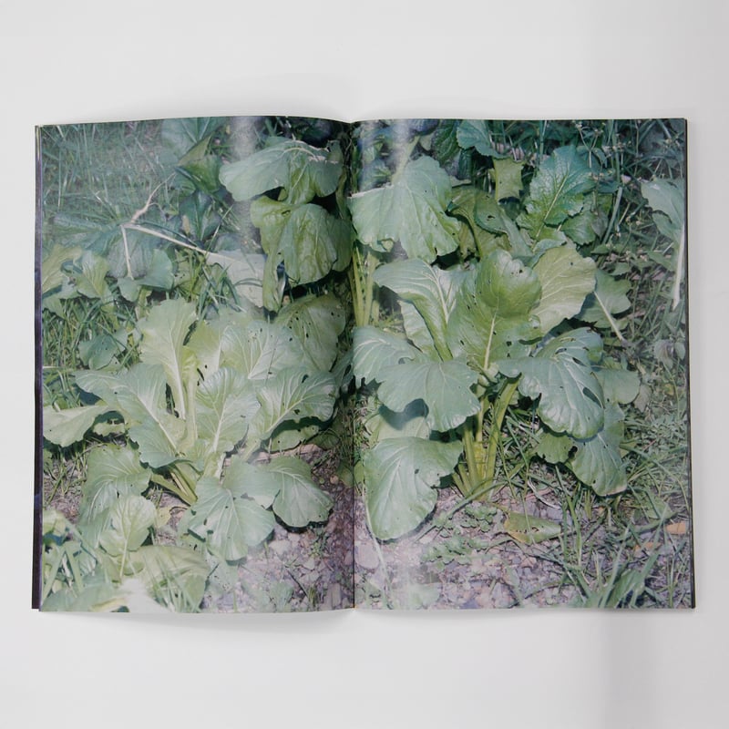 横田大輔『植物、多摩川中流域、冬』スペシャルエディション