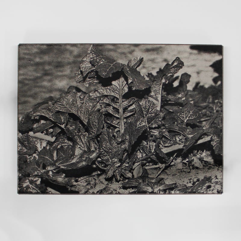 横田大輔『植物、多摩川中流域、冬』スペシャルエディション