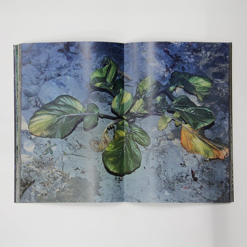 横田大輔『植物、多摩川中流域、冬』スペシャルエディション