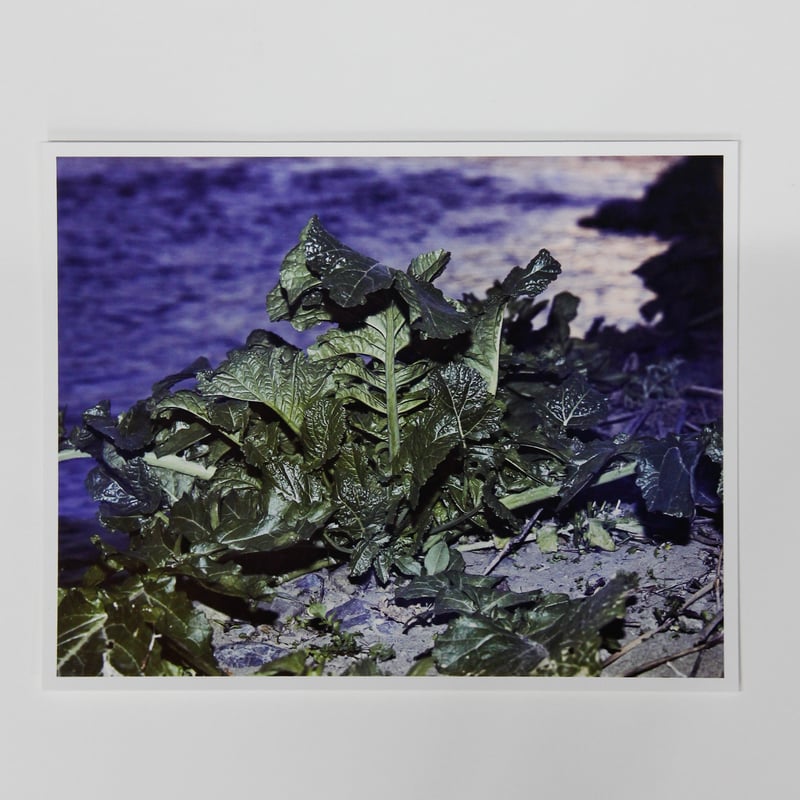 【完売品】 Color Photographs 横田大輔 希少本】 Color Photographs 横田大輔 希少本】 Color