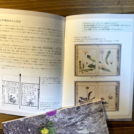 ideallife with plants 15号　たんぽぽ