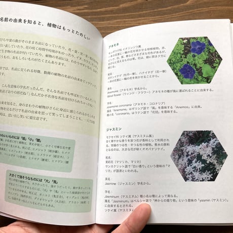 ideallife with plants 16号　植物の名前