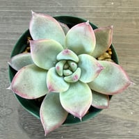 70、Echeveria ‘CS-NO-13‘ ‘lindsayana×Super White‘