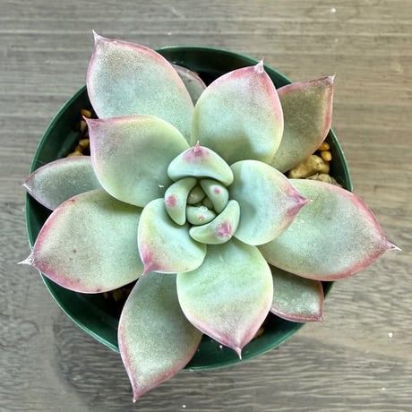 70、Echeveria ‘CS-NO-13‘ ‘lindsayana×Super White‘