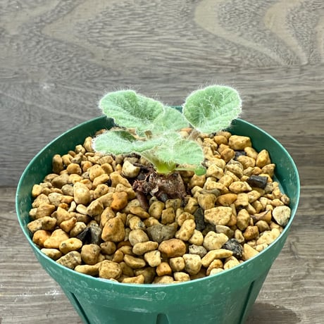 59、Pelargonium cvrviandrum