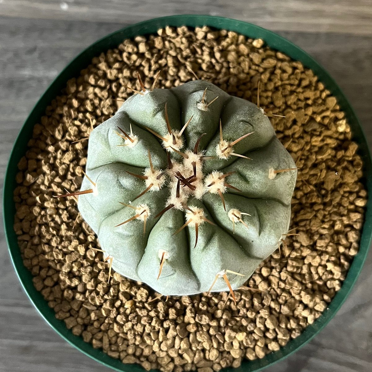 太刺短刺黒王丸 Copiapoa cinerea . 短刺黒王丸。 花は咲かないのかな