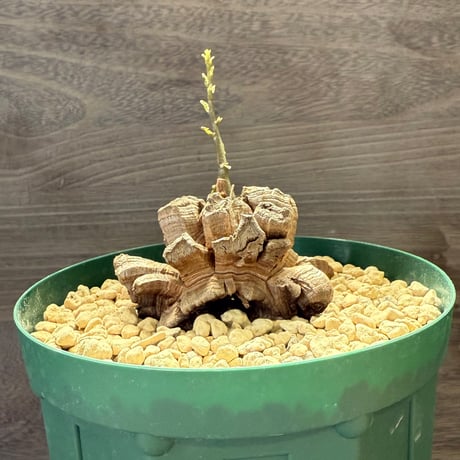 24、Dioscorea elephantipes