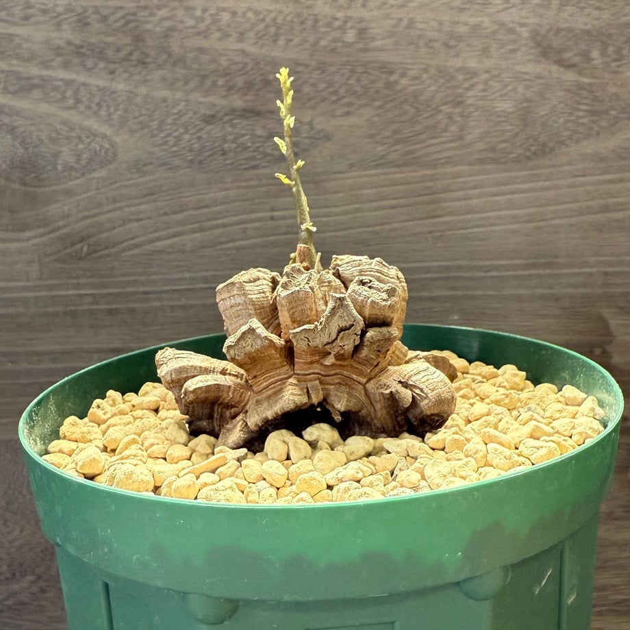 68b412e242133ea8fde4de01